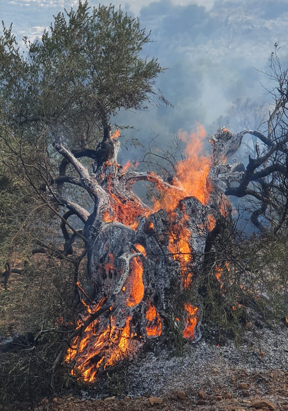 "ייקח עשרות שנים לשקם": כ-210,000 עצים נשרפו ביער צ"רצ"יל והר דבורה